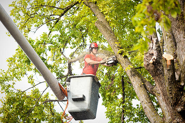 Best Hazardous Tree Removal  in Mount Airy, GA