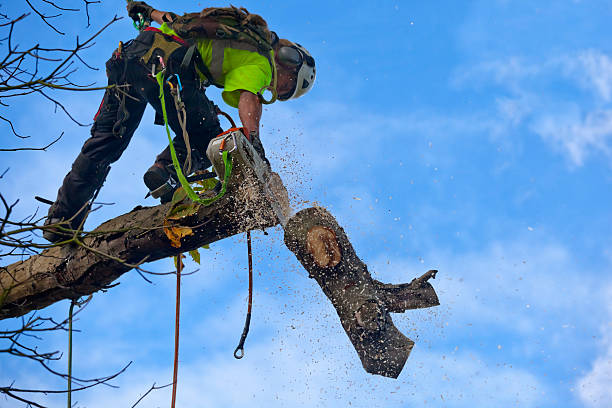 Best Tree Trimming and Pruning  in Mount Airy, GA