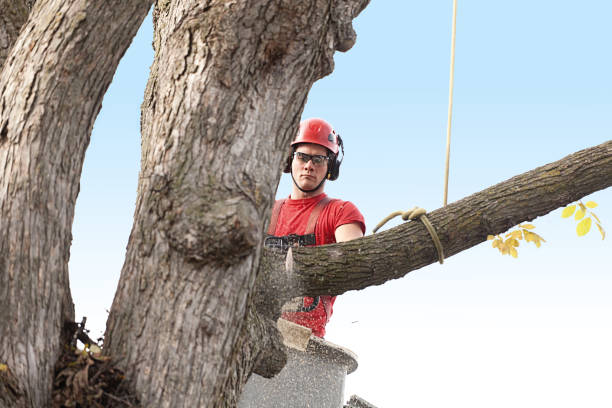 Best Arborist Consultation Services  in Mount Airy, GA